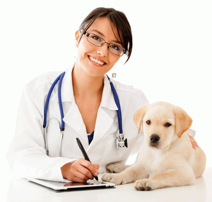 Carreras de Veterinaria: La pasión por el cuidado de los animales 2 Carreras de Veterinaria: La pasión por el cuidado de los animales