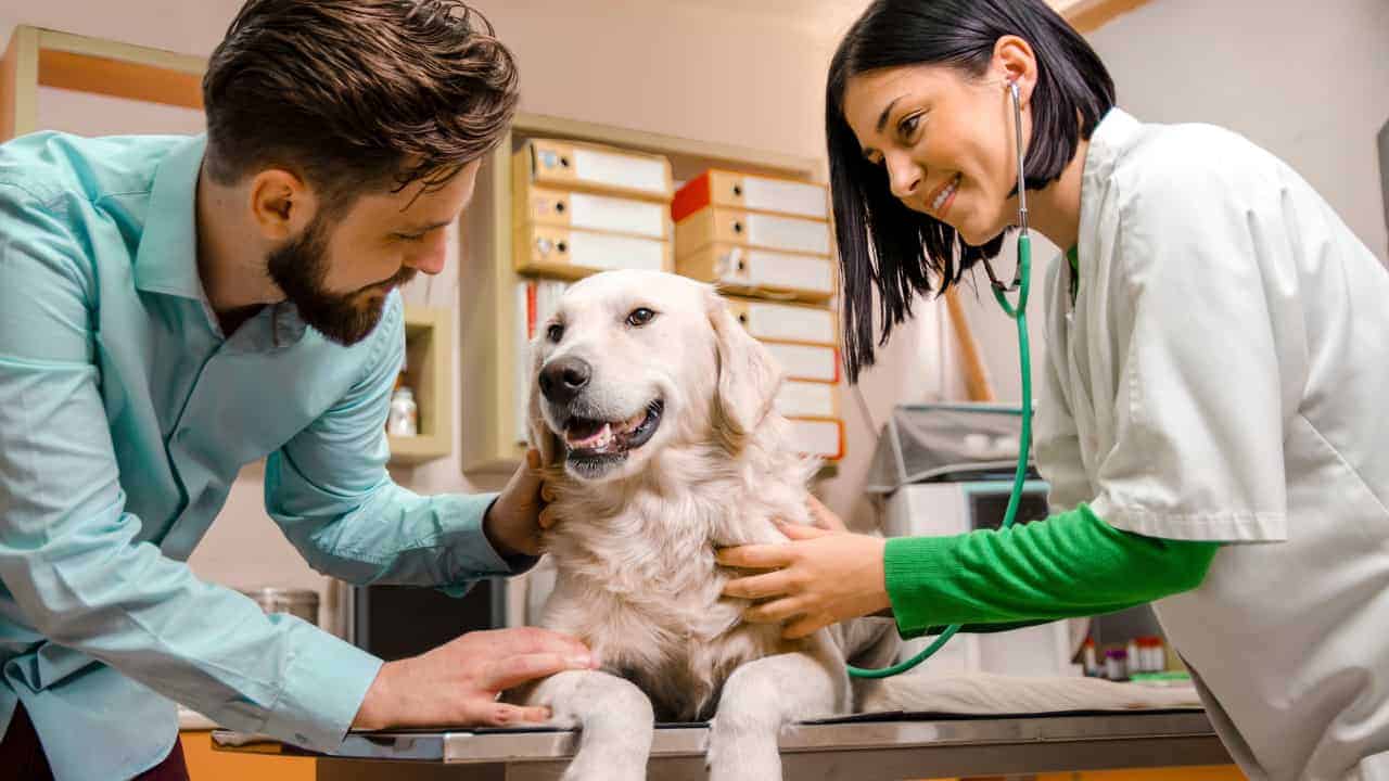 como estudiar veterinaria una carrera apasionante para amantes de los animales