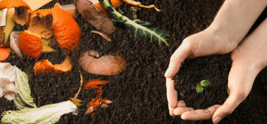curso de abonos organicos mejores 5 en mexico 2024