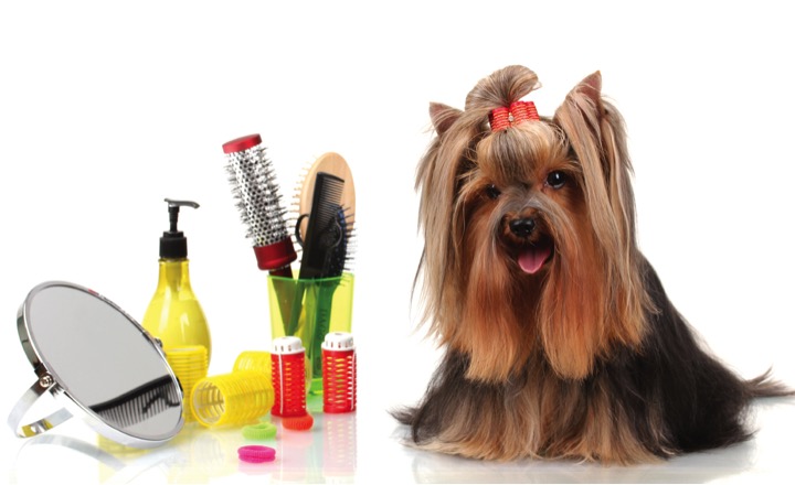 Escuelas de Estética Canina: Un mundo de oportunidades para los amantes de los perros 2 escuelas de estetica canina un mundo de oportunidades para los amantes de los perros