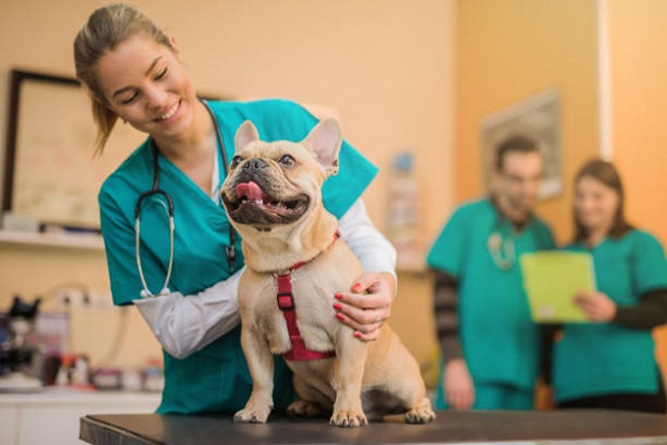 estudiar medicina veterinaria materias y guia 2024