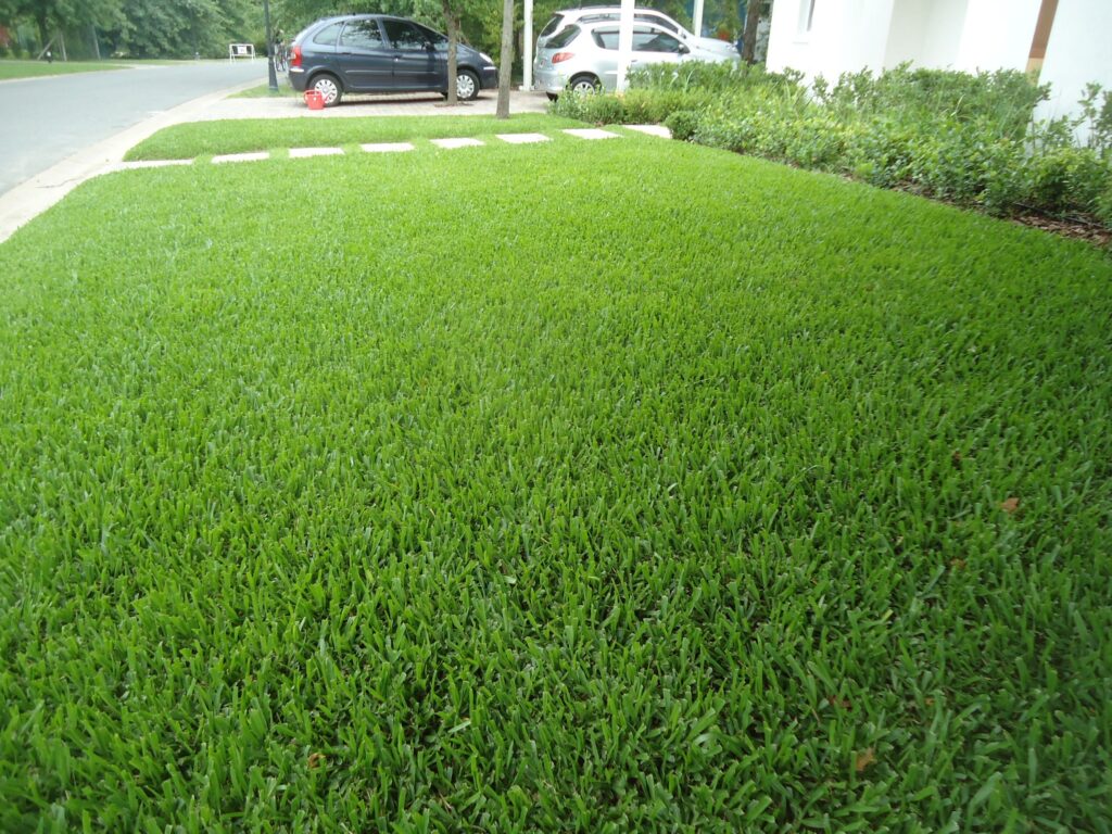 grama bahiana cuidados y diferencias con grama bermuda