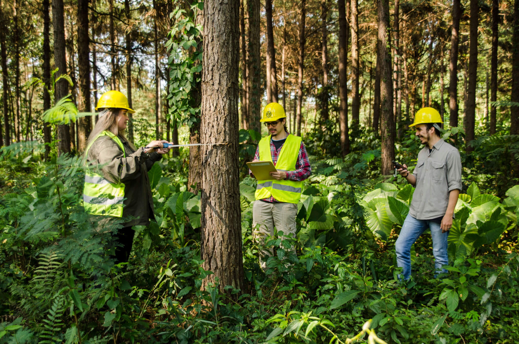 ingenieria forestal guia completa para tu carrera 2024