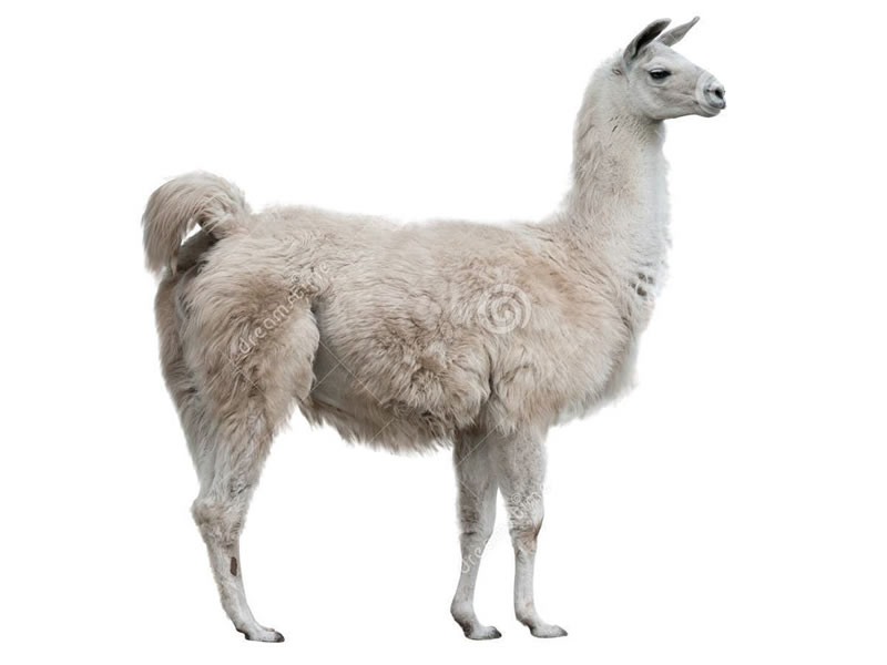 la llama que llama publicidad viral y su impacto social