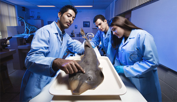 las mejores universidades para estudiar biologia marina