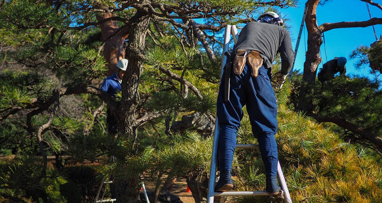 poda de arboles a domicilio guia para contratar con