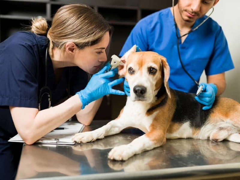 que se necesita para ser veterinario en mexico 2024