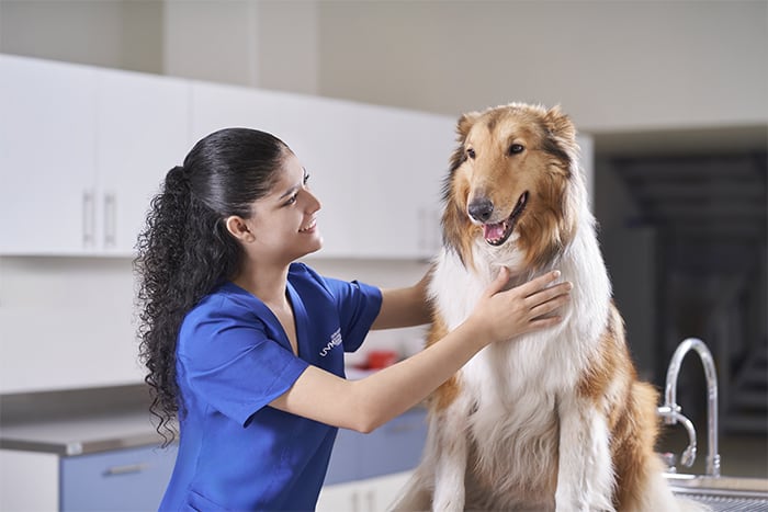 uvm veterinaria duracion de la licenciatura en medicina